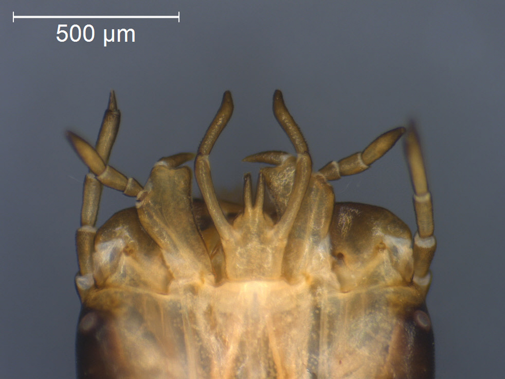 Acilius sulcatus